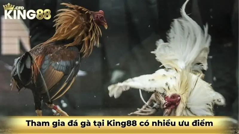Tham gia đá gà tại King88 có nhiều ưu điểm
